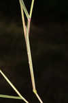 Fall panicgrass